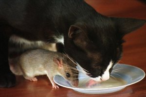 Пес начал каждый день бегать в лес