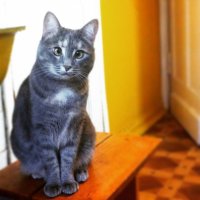 У подруги кот косоглазый, а у моего лысого хвост сломан. Оба изъяна придают изюминку :)