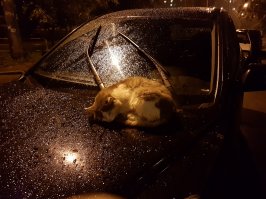 Несколько лет жил в моем дворе, часто спал на машинах, весной я его еще видел, но потом пропал куда. Довольно спокойный кот, дает себя погладить.