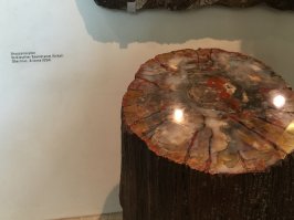 Минерализированое дерево, выглядит очень красиво