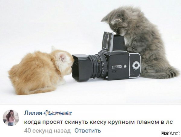 Котики мажоры с Hasselblad