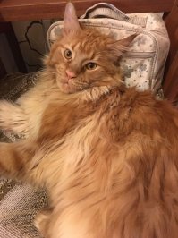 Вот вам полюбоваться на еще одного красавчика.