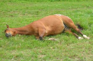 Вопрос, как спят кони, напрашивается из-за того, что животное очень часто можно встретить стоящим с закрытыми глазами и поджатой задней ногой. Люди, которые лишь немного контактировали с лошадьми, часто делают преждевременные выводы, что эти элегантные животные высыпаются стоя, вертикально. Животное ни на что не реагирует, разве что хвост и уши иногда дергаются. Потому кажется, что это его типичная форма сна. Это правда, но не совсем. Технически говоря, лошади спят стоя, но данное состояние является скорее полудремой.
Благодаря особому строению коленных суставов (при необходимости они могут блокироваться, фиксируя связки и кости), животное может равномерно распределять вес тела между четырьмя ногами, почти не чувствуя своей тяжести при релаксации мышц. В таком состоянии, с немного прогнутой поясницей, опущенной головой, репицей хвоста и немного отвисшей нижней губой животные и дремлют. Но глубоким сном это назвать сложно, потому то, как обычно спит лошадь, может варьироваться.
Разберемся, почему лошади спят стоя. Причина такой вертикальной дремы   необходимость поддержания безопасности. Животное не видит защиты в вольерах и прочих охранных мерах, предпринимаемых человеком. Инстинкт подсказывает ему, что необходимо при первой же опасности оперативно сорваться с места и бежать, скрываясь, например, от хищников. А они в реальном мире, в дикой природе, могут появиться в любой момент. И из такой дремы животное может выйти почти что мгновенно. Если бы скакун высыпался горизонтально, то понадобилось бы какое-то время, чтобы встать и проснуться окончательно   и эти секунды могли бы оказаться роковыми. Вот почему коням выгоднее спать стоя большую часть времени.
Но это не значит, что сон на боку не нужен. Напротив, только он является для этого создания полноценным, тогда как стоя скакун скорее просто отдыхает, восстанавливает свои силы. Лучший вариант   убедиться в безопасности и лечь. Считается, что иначе фазы глубокого сна не достичь   а это значит, если животное не ляжет, то оно попросту рискует не выспаться. Сложно убежать от хищника, будучи сонной. Потому лошади спят лежа лишь будучи уверенными в безопасности   а в этом убедиться достаточно сложно, особенно если вокруг нет табуна сородичей, которые могут предупредить об опасности в случае её возникновения.
Рассмотрим, сколько времени спят лошади. Продолжительность их сна сильно отличается от человеческой. От четырех до пятнадцати часов сон протекает в положении стоя. Лежа же кони могут отдыхать от нескольких минут до пары часов   причем реальное восстановление сил происходит преимущественно в лежачем положении, потому именно оно является приоритетным. Интересно, что дрема у этих животных чуткая   даже если скакун дремлет стоя пятнадцать часов подряд, этот промежуток все равно дробится на маленькие фрагменты дремы по несколько минут. Потому, когда кони дремлют стоя, проснуться для них крайне просто, они оперативно могут отреагировать на любую изменившуюся обстановку.