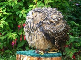 Бедная сова, как её только не натягивали на глобус и вот опять