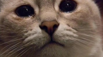 Про то, как сосед жене триппер принёс