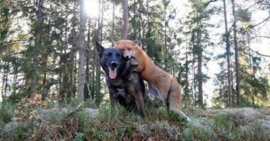 Не, ну, это ненормально :) Хитрый лис овладевает бесхитростной собакой :) Напоминает Медведева