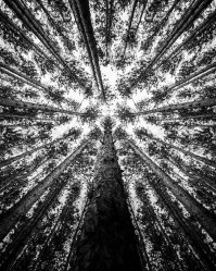 Всё, конечно, безумно красиво, но он был бы вообще гением, если бы это были натуральные снимки, а не дорисованные. Например - этот лес. Взят снимок и "отзеркален".