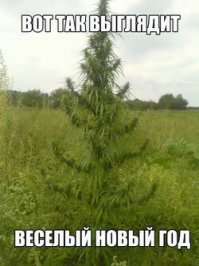 Эксперт объяснила, почему в России можно сократить новогодние праздники