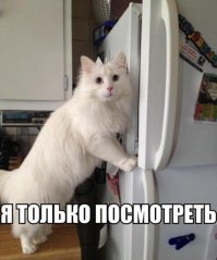 Кот украл свежую рыбу с кухонного стола и спрятался в ванной
