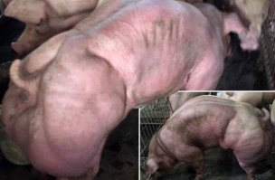 Ваще ни одной красавицы. Даже Барби, хоть и симпатичная личиком, но как будто голову пришили к чужому телу. Мне они все напоминают вот это: