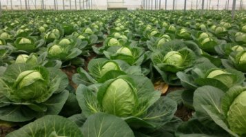 Очередная порция картинок с подписями