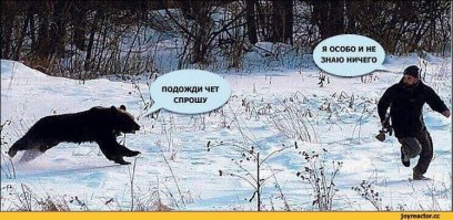 Медведь забрал два ружья у охотника