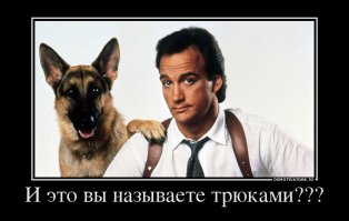 Полицейский пёс присоединился к офицерам во время тренировки