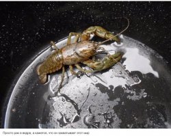 Очередная порция картинок с подписями