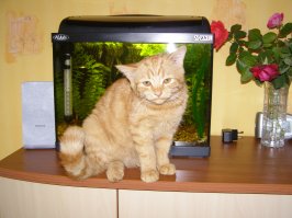 Я своего котейку подобрал на стройке, с больными ушами и несчастными глазами. Повозил к ветеринару вылечили ему врожденного ушного клеща. Первую неделю он залазил на руки и башкой аж "вдавливался" в меня. Через неделю я понял почему его выкинули. Такое ощущение, что его воспитывали собаки, погрыз все провода, отгрыз жене каблук на туфле, ободрал и покусал мне руки так, что люди старались со мной за руку не здороваться. Сам играть не умел, надо было вместе с ним носится по комнатам, прятаться от него, таскать перед ним игрушки. И вот прошло каких-то жалких 10 лет и он стал сам залазить на руки и гладится. А взгляд все равно остался очень печальным, все удивляются отчего такой несчастный кот.