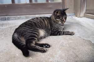 Зёбра вообще классная!