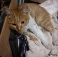 Пару месяцев назад тоже рыжего подобрал. Весь поломанный, три перелома на лапе, включая сложные оскольчатые, перелом рёбер и ЧМТ.
Выходил, рыжий уже подрос, теперь носится как конь) Назвал Сёмкой в честь Семён Семёныча Горбункова)