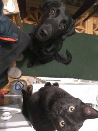 Кот и пес путешествуют вместе со своими хозяевами по Колорадо