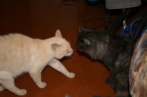 Как то нашёл в подъезде кота. красивый, пушистый, крупный такой, но видно что потерянный, мяукал жалобно, на руки дался легко. Недавно видать потерялся и забежал в тёплый подъезд с улицы. Обозвали его Заложник. А у нас тогда у самих 2 кота было, 8 кило человеконенавистничества и 4 кило мурчащей милой наглости. Ну, думаю, надо старшего (8 кило) изолировать, пока не порвал несчастного в лоскуты, ан нет, пришёл, понюхал, лизнул в ухо и ушёл, зато второй, мелкий, ему целую процедуру верификации чуть ли не на отпечаток уха провёл, в итоге с кухни не выпускал Заложника, ну а тому там норм, еду дают и батарея есть, хорошо. Ну отсняли кота, объяв раскидали по району, через 2 дня его забрал хозяин, сказал спасибо, что приютили, а то дети очень переживали, любимец сбежал... вот. Надеюсь с котом всё ок и больше он не оказывался в таком переплёте.
ЗЫ: бежевый кот и бело-серый это мои, кот Заложник, это рыжеглазый красавец пухан)))