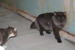 Как то нашёл в подъезде кота. красивый, пушистый, крупный такой, но видно что потерянный, мяукал жалобно, на руки дался легко. Недавно видать потерялся и забежал в тёплый подъезд с улицы. Обозвали его Заложник. А у нас тогда у самих 2 кота было, 8 кило человеконенавистничества и 4 кило мурчащей милой наглости. Ну, думаю, надо старшего (8 кило) изолировать, пока не порвал несчастного в лоскуты, ан нет, пришёл, понюхал, лизнул в ухо и ушёл, зато второй, мелкий, ему целую процедуру верификации чуть ли не на отпечаток уха провёл, в итоге с кухни не выпускал Заложника, ну а тому там норм, еду дают и батарея есть, хорошо. Ну отсняли кота, объяв раскидали по району, через 2 дня его забрал хозяин, сказал спасибо, что приютили, а то дети очень переживали, любимец сбежал... вот. Надеюсь с котом всё ок и больше он не оказывался в таком переплёте.
ЗЫ: бежевый кот и бело-серый это мои, кот Заложник, это рыжеглазый красавец пухан)))