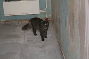 Как то нашёл в подъезде кота. красивый, пушистый, крупный такой, но видно что потерянный, мяукал жалобно, на руки дался легко. Недавно видать потерялся и забежал в тёплый подъезд с улицы. Обозвали его Заложник. А у нас тогда у самих 2 кота было, 8 кило человеконенавистничества и 4 кило мурчащей милой наглости. Ну, думаю, надо старшего (8 кило) изолировать, пока не порвал несчастного в лоскуты, ан нет, пришёл, понюхал, лизнул в ухо и ушёл, зато второй, мелкий, ему целую процедуру верификации чуть ли не на отпечаток уха провёл, в итоге с кухни не выпускал Заложника, ну а тому там норм, еду дают и батарея есть, хорошо. Ну отсняли кота, объяв раскидали по району, через 2 дня его забрал хозяин, сказал спасибо, что приютили, а то дети очень переживали, любимец сбежал... вот. Надеюсь с котом всё ок и больше он не оказывался в таком переплёте.
ЗЫ: бежевый кот и бело-серый это мои, кот Заложник, это рыжеглазый красавец пухан)))