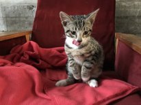 Нашли в курилке на работе с обожжёнными передними лапками (подушечками). Не сдержались отвели в ветеренарку, сказали химический ожёг, затем забрали к себе. Вылечили. Теперь гоняет пса нашего (лабрадора), жить не дает ей нормально))) Но сцуко любит в цветы насрать!