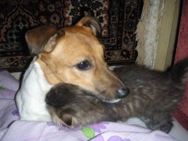 Мои звери. Котёнок просит старичка,что б с ним поиграл.Они и спят вместе.