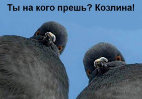 Баран попытался напасть на оленя, но очень скоро пожалел о своем поступке