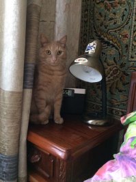 Своего на даче нашел совсем мелким и грязным, а сейчас о считает себя главным в доме )))))