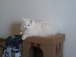 В доме куча корзинок и лежанок,но коробочная будка самая любимая)))