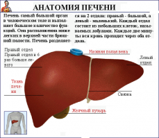 Печень не одобряет такие подсчеты.