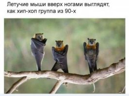 Спасенный на дороге детеныш летучей мыши обожает бананы!