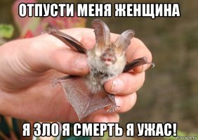 Спасенный на дороге детеныш летучей мыши обожает бананы!