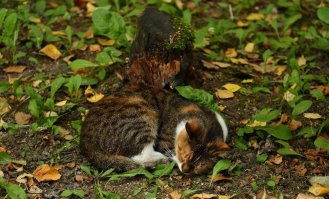 27 котов, которые действительно умеют маскироваться
