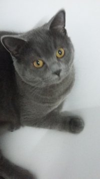 нееееее..коты любят в ванной лежать
летом там прохладнее.
