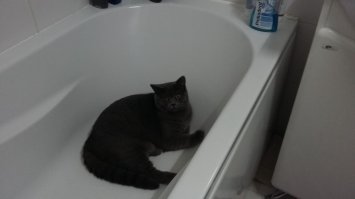 нееееее..коты любят в ванной лежать
летом там прохладнее.