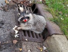 Американский Винни-Пух: в штате Иллинойс спасли толстого енота