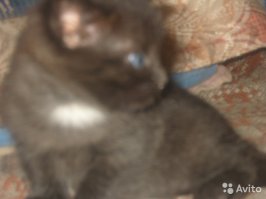 Вот прямо сейчас зашёл на авито и нашёл пару примеров как НЕ надо делать.
Кроме того, в описании написано две строчки "Отдам котят в хорошие руки, бесплатно.Родились 22.09.2017г.Самовывоз"
Так тоже делать не надо - надо описать КАЖДОГО котёнка в отдельности, дать каждому имена, понятно что их переименуют, но это уже будет ЛИЧНОСТЬ, а не просто комочек шерсти. Описать их характер, особенности поведения, ведь у каждого, даже пока слепые, есть свои повадки. Кто-то всех расталкивает и лезет к сисе, кто-то спокойно лежит и неспешно ползёт и т.д.