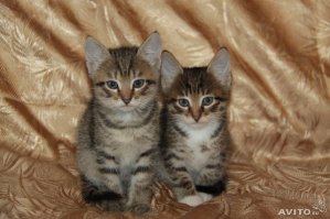 Прям про меня)))
Праздновал своё ДР, вышел из квартиры покурить, а тут чудо в виде кошки.. Ну я "весёлый" и потом очень добрый, в общем пригласил эту кошку домой, а она взяла и согласилась. Утром сюрприз в виде 6 котят в шкафу )))) 
В общем кошка осталась, вместе с ней осталась её дочка, а остальных пятерых раздал через авито, разлетелись как горячие пирожки)