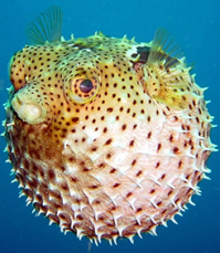 В матизе главное не пернуть - его раздует как рыбу-шар