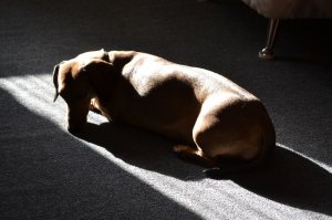 Наша ест Роял для такс. Насыпаю кошачью миску (не знаю сколько там, то определенно не много). Вязать не будем, т.к. без документов соба, но стерилизовать боимся (вдруг получится шар)
Тоже живет не одна, но с двумя котами. Мейн-Кун очень активный, в принципе играют когда нас нет. Гуляем так: тепло - гуляем, чуть прохладно/дождь/зима - сделав все дела, тянем домой. Если не получается - стонем, ноем, хнычем и  тянем. 
Когда ездили на дачу на сутки - ее хватило на час, потом полезла в машину, мол "го домой!"
Думали больная - не характерно для таксы такая лень. Обследовали вдоль и поперек. Нет, все-таки лень...
Такса стандартная, 11,5 кг