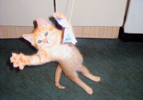 Согласна. Можно конечно фоткать и на телефон. Главное удачно. Был котенок, 4 месяца. Грыз ребенка, пришлось отдать. В тот же день забрали.