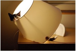 История в двух актах и двух действиях, или "У нас в доме очень сильная слышимость"