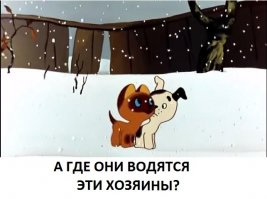 Ночью во время грозы бродячий котёнок пришел к одной паре за помощью