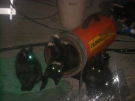:) Кошки чуют добрых дядек.   Ко мне тоже в бокс приблудилась.  Так жалко отдавать было эту банду,  но перегрызли вообще все, вытаскивал их вечно из самых причудливых мест.  Один в машину к заказчику залез и там уснул на заднем сиденье.  :) На след. день заказчик с круглыми глазами мне его привез.  Чуть не обосрался грит,  когда машину в гараж загнал, потянулся за барсеткой, а барсетка побежала куда-то.