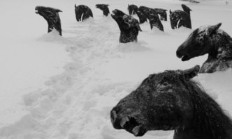 А ведь можно не быть безмозглым написателем куеты, а просто погуглить.  Какая мгновенная заморозка? Что ты несешь? Еще напиши-фотошоп плин.  

 Расскажи им об этом. 

42 лошади замерзли насмерть во льду рядом с поселком в Казахстане