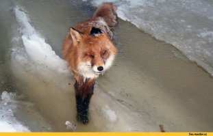 Вот ей расскажи, что мгновенная заморозка нужна.  Лучше сам куету не неси, а больше просвещайся.
