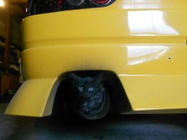 :) Кошки чуют добрых дядек.   Ко мне тоже в бокс приблудилась.  Так жалко отдавать было эту банду,  но перегрызли вообще все, вытаскивал их вечно из самых причудливых мест.  Один в машину к заказчику залез и там уснул на заднем сиденье.  :) На след. день заказчик с круглыми глазами мне его привез.  Чуть не обосрался грит,  когда машину в гараж загнал, потянулся за барсеткой, а барсетка побежала куда-то.