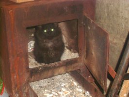:) Кошки чуют добрых дядек.   Ко мне тоже в бокс приблудилась.  Так жалко отдавать было эту банду,  но перегрызли вообще все, вытаскивал их вечно из самых причудливых мест.  Один в машину к заказчику залез и там уснул на заднем сиденье.  :) На след. день заказчик с круглыми глазами мне его привез.  Чуть не обосрался грит,  когда машину в гараж загнал, потянулся за барсеткой, а барсетка побежала куда-то.