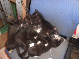 :) Кошки чуют добрых дядек.   Ко мне тоже в бокс приблудилась.  Так жалко отдавать было эту банду,  но перегрызли вообще все, вытаскивал их вечно из самых причудливых мест.  Один в машину к заказчику залез и там уснул на заднем сиденье.  :) На след. день заказчик с круглыми глазами мне его привез.  Чуть не обосрался грит,  когда машину в гараж загнал, потянулся за барсеткой, а барсетка побежала куда-то.